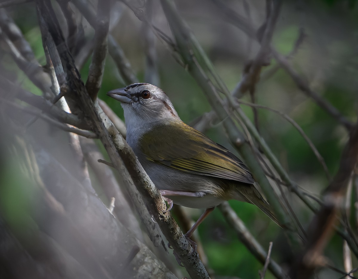 Olive Sparrow - ML647519103