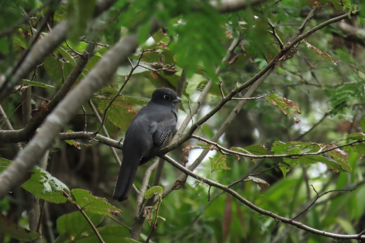 Gartered Violaceous Trogon - ML647519104