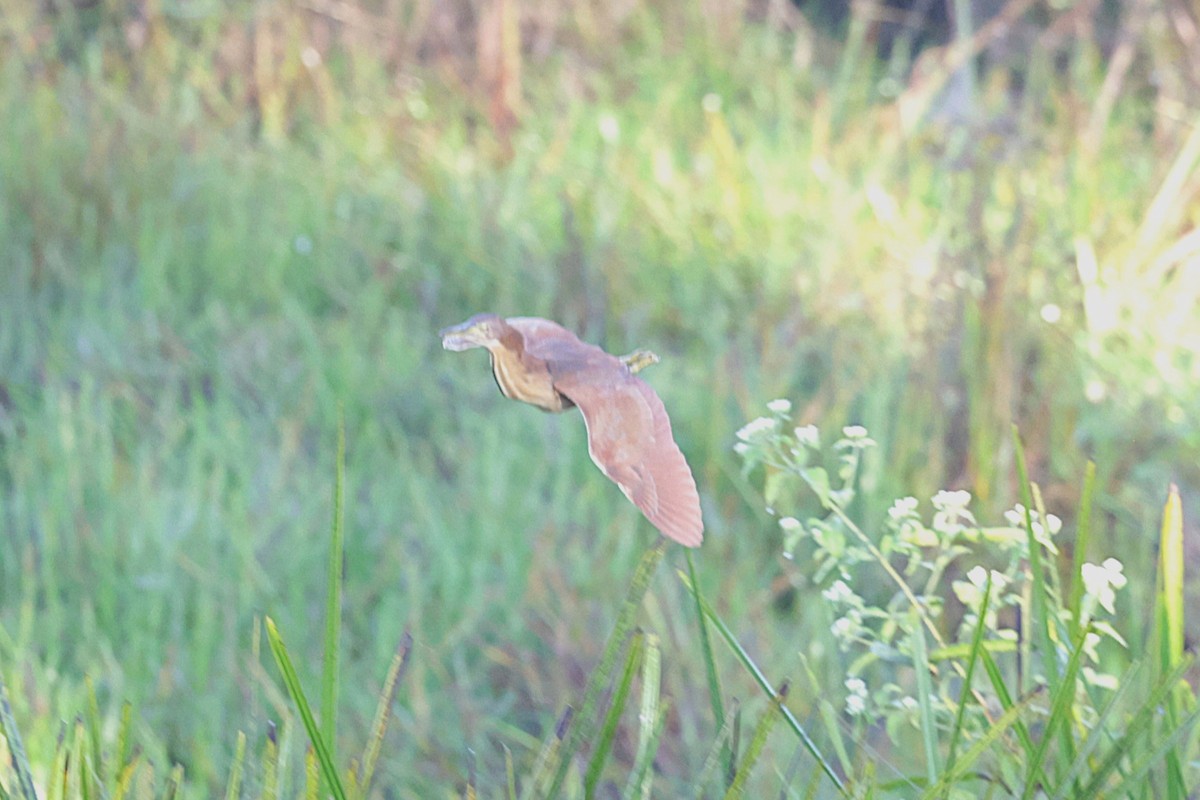 Cinnamon Bittern - ML647519105