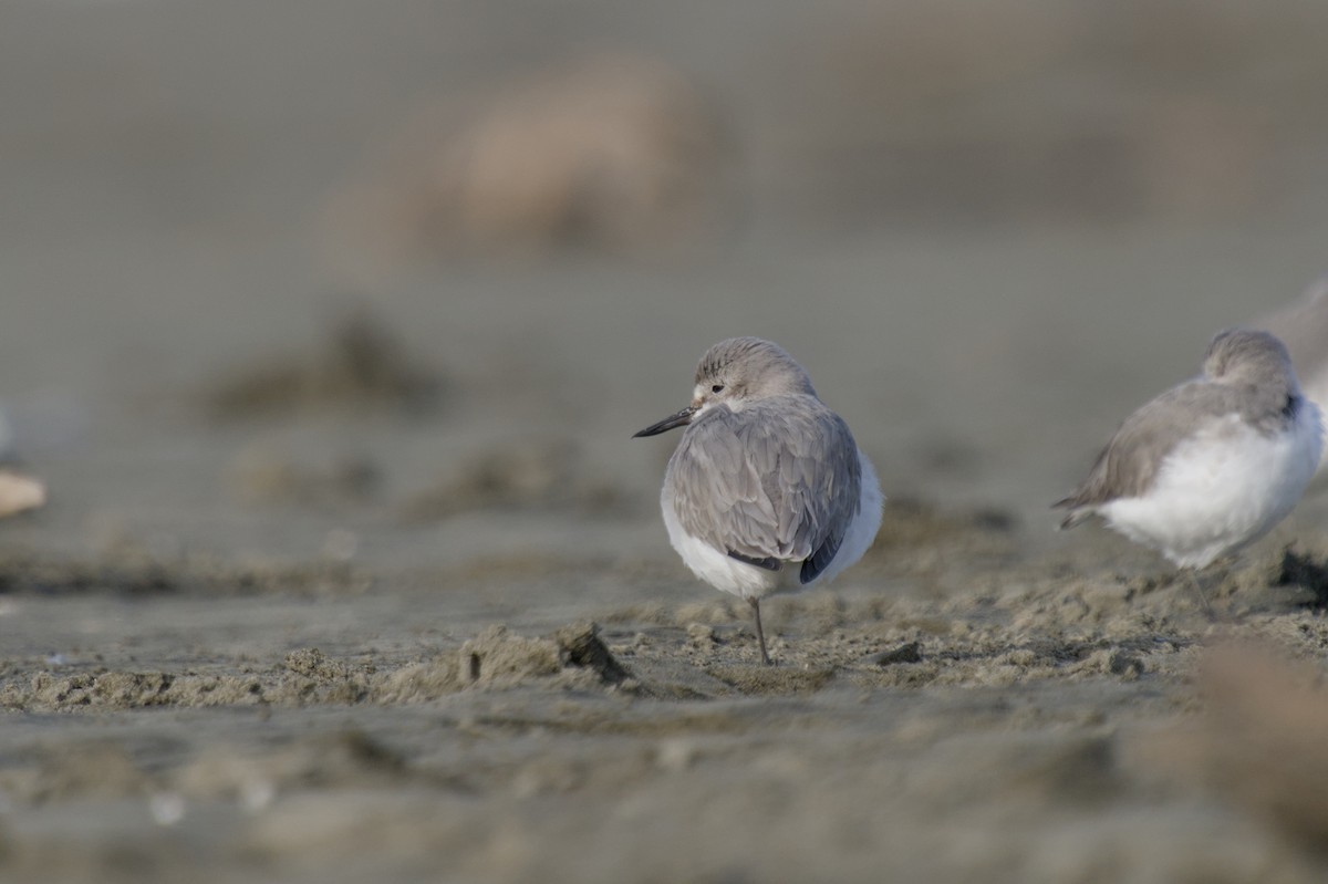 Wrybill - ML647519106