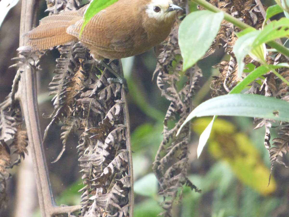 Peruvian Wren - ML647519107