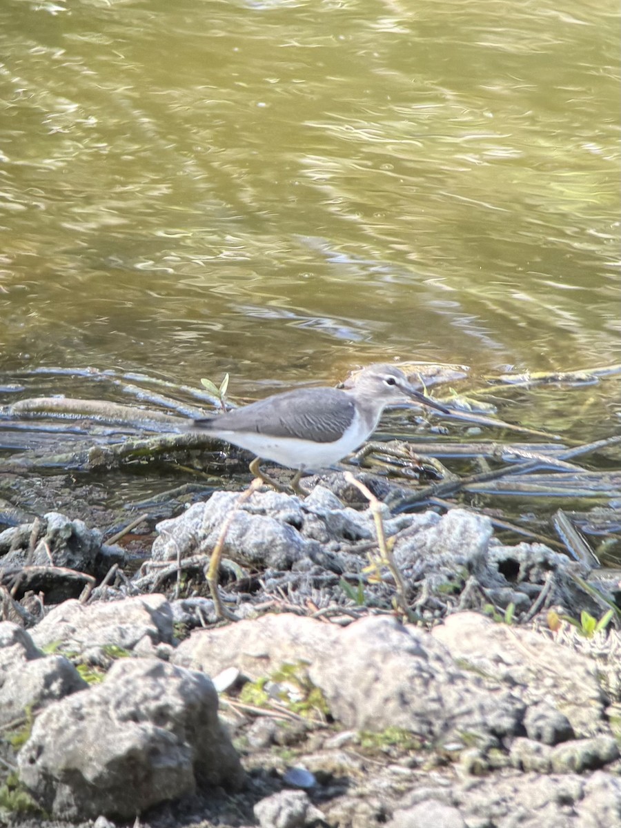Spotted Sandpiper - ML647519112