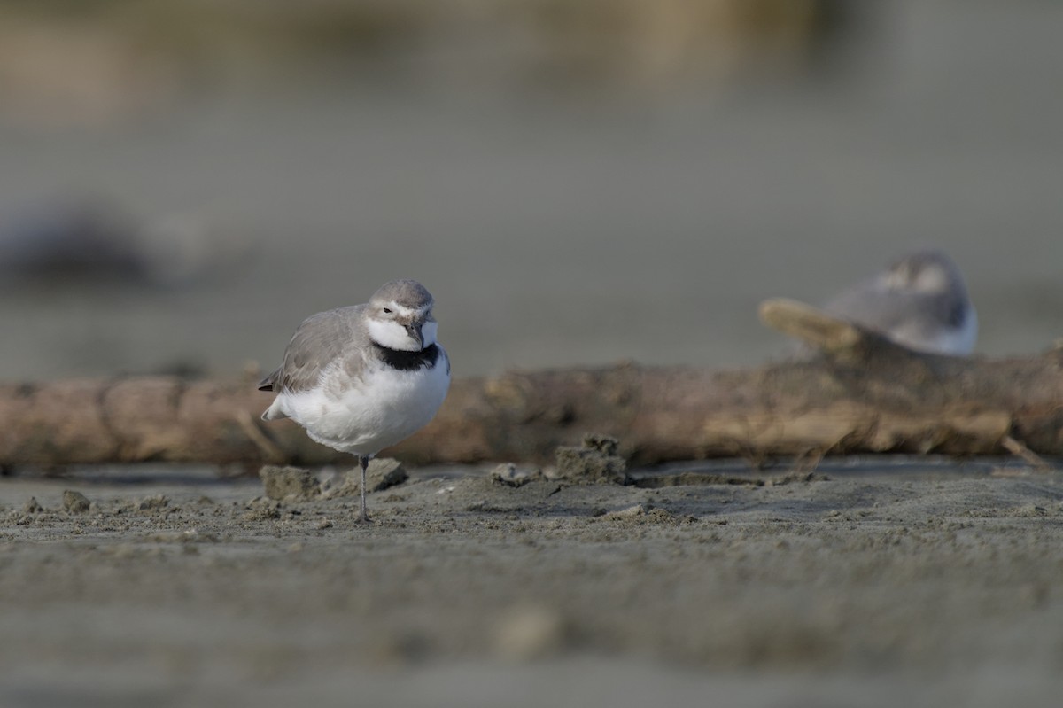 Wrybill - ML647519114