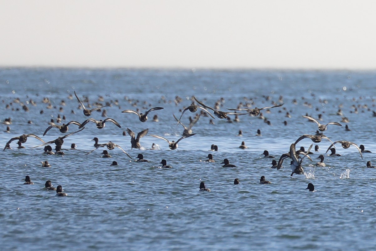 Greater Scaup - ML647519118