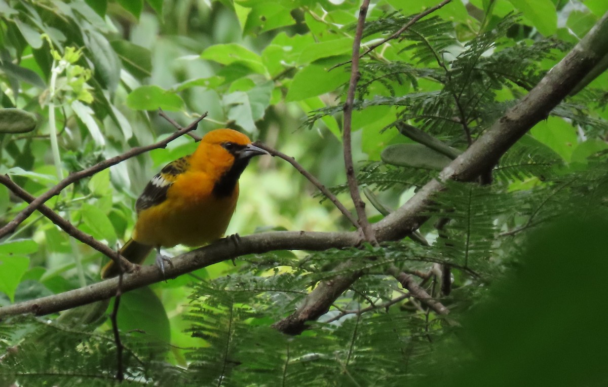Streak-backed Oriole - ML647519119