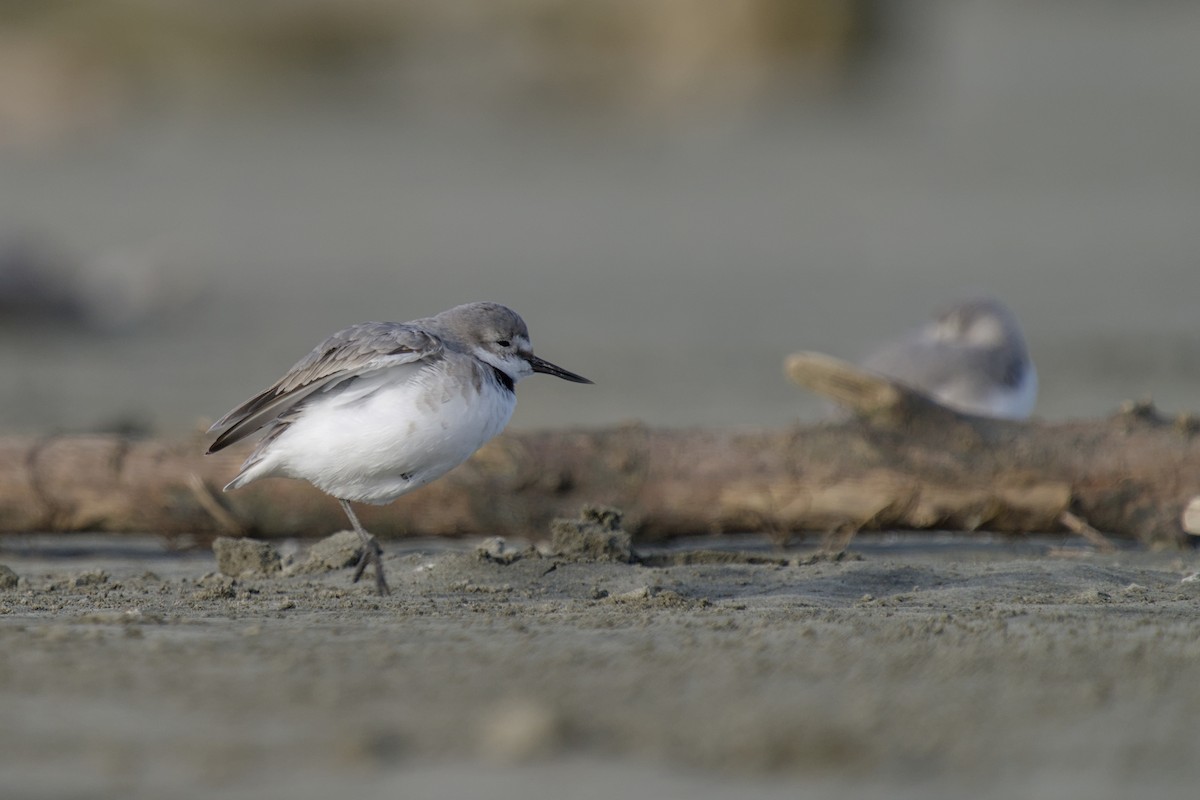 Wrybill - ML647519120