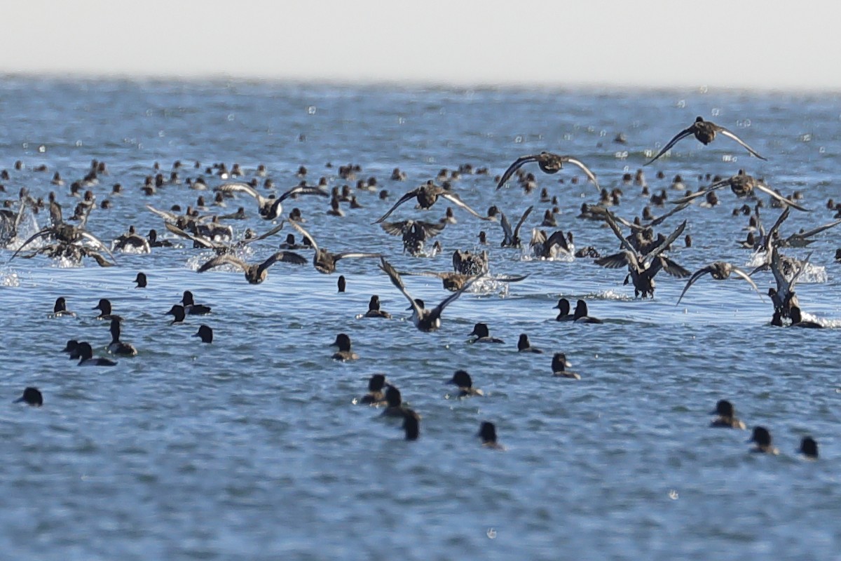 Greater Scaup - ML647519121