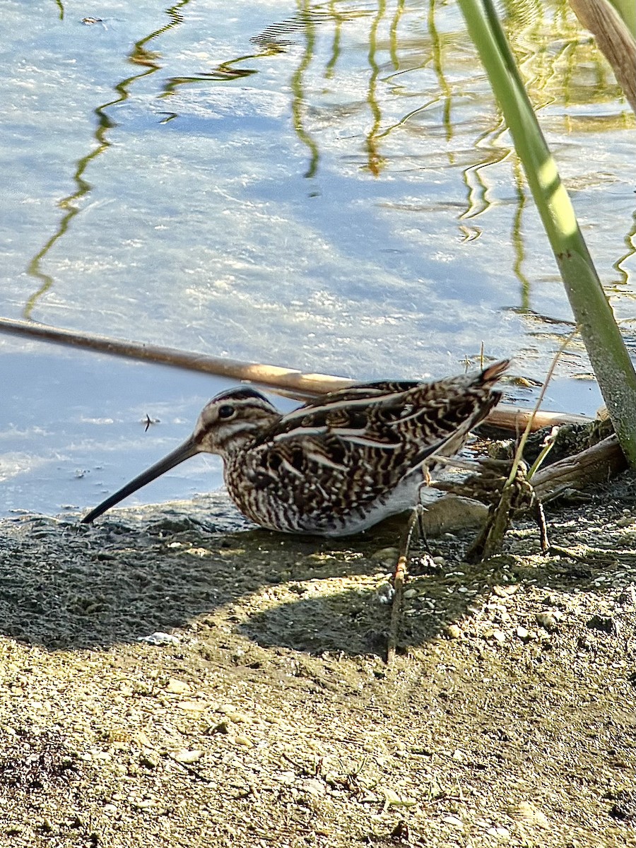 Wilson's Snipe - ML647519122