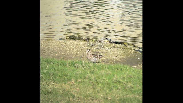 Баранець американський - ML647519123