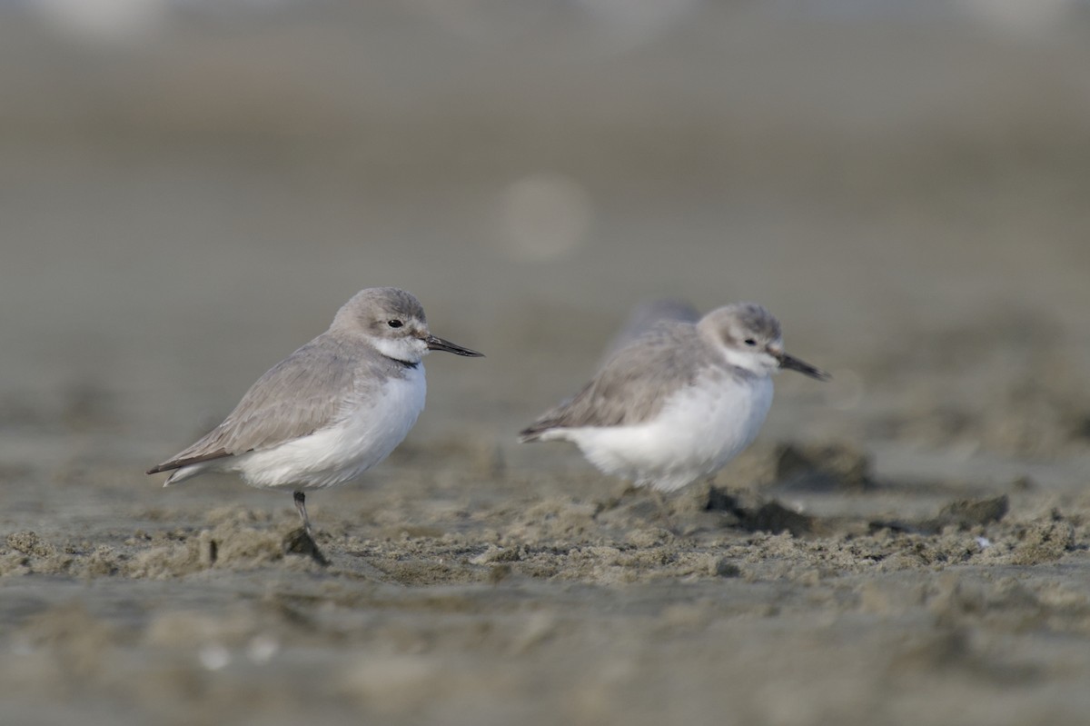 Wrybill - ML647519124