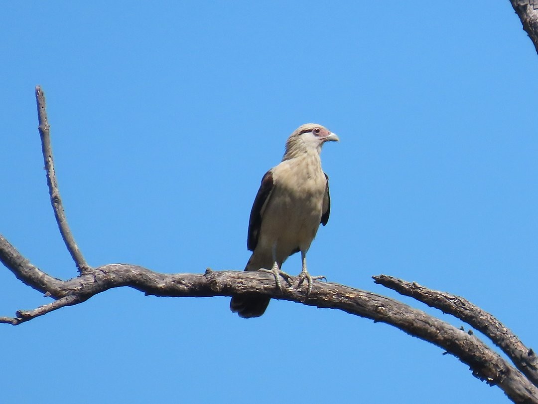 Yellow-headed Caracara - ML647519126