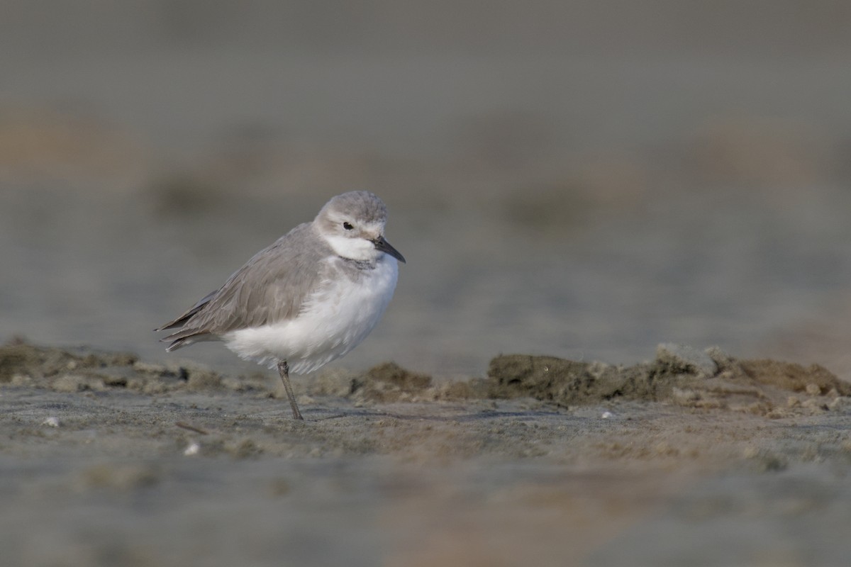 Wrybill - ML647519127