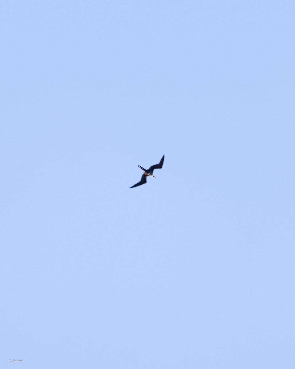 Magnificent Frigatebird - ML647519128