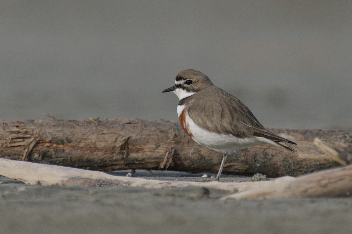 Double-banded Plover - ML647519130
