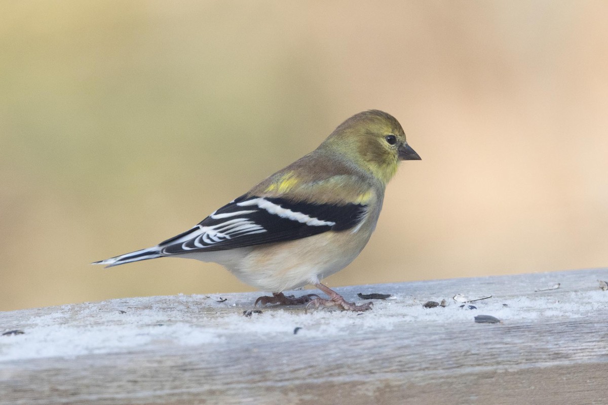 American Goldfinch - ML647519132