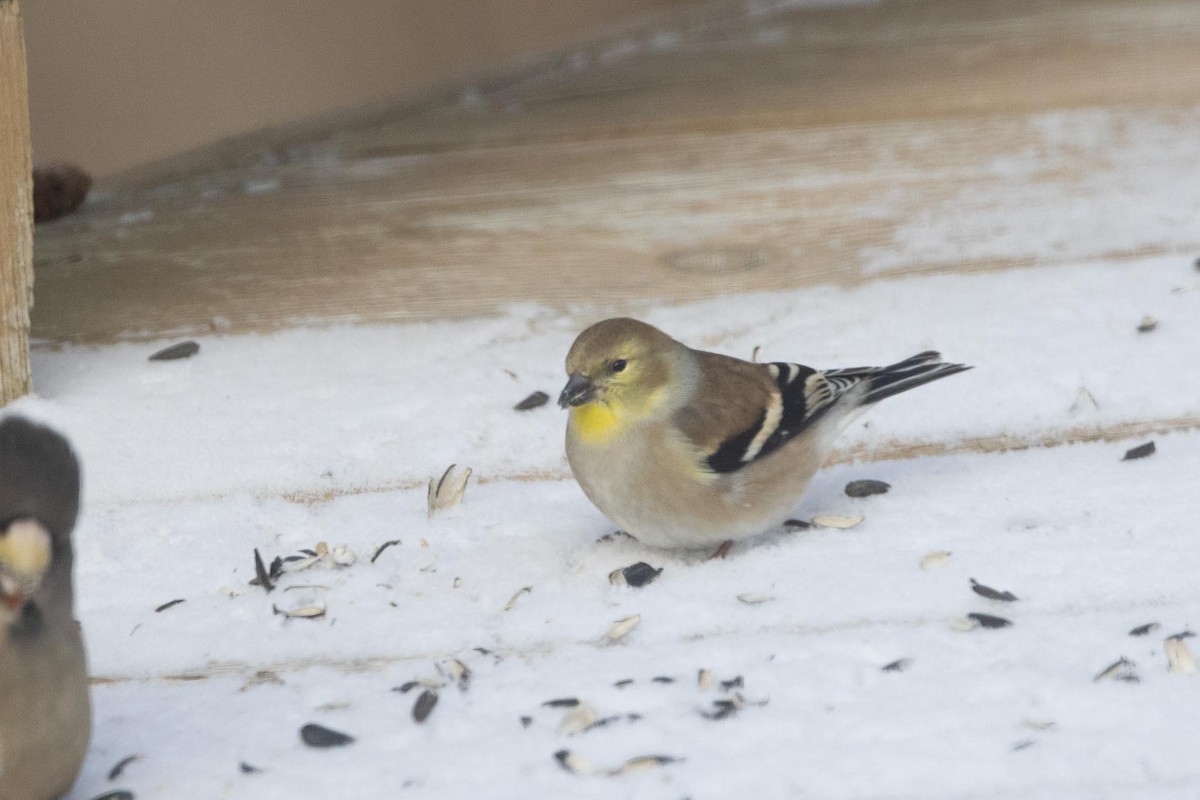 American Goldfinch - ML647519133