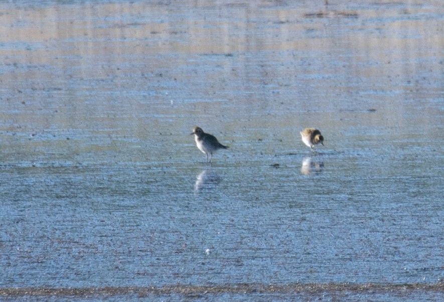 Сивка звичайна - ML647519140