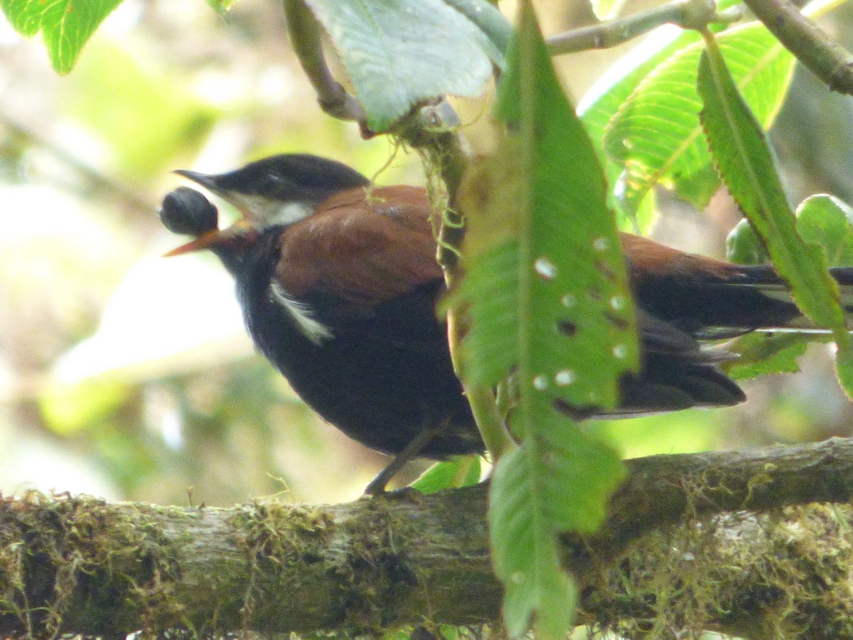 White-eared Solitaire - ML647519144