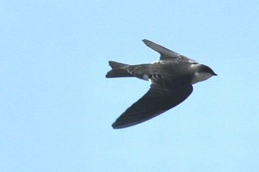 Tree Swallow - ML647519169