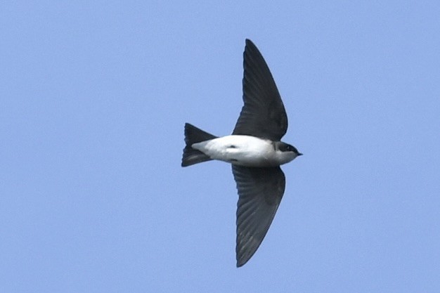 Tree Swallow - ML647519175