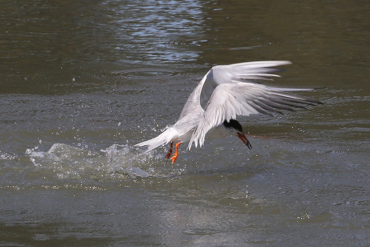 Forster's Tern - ML647519226