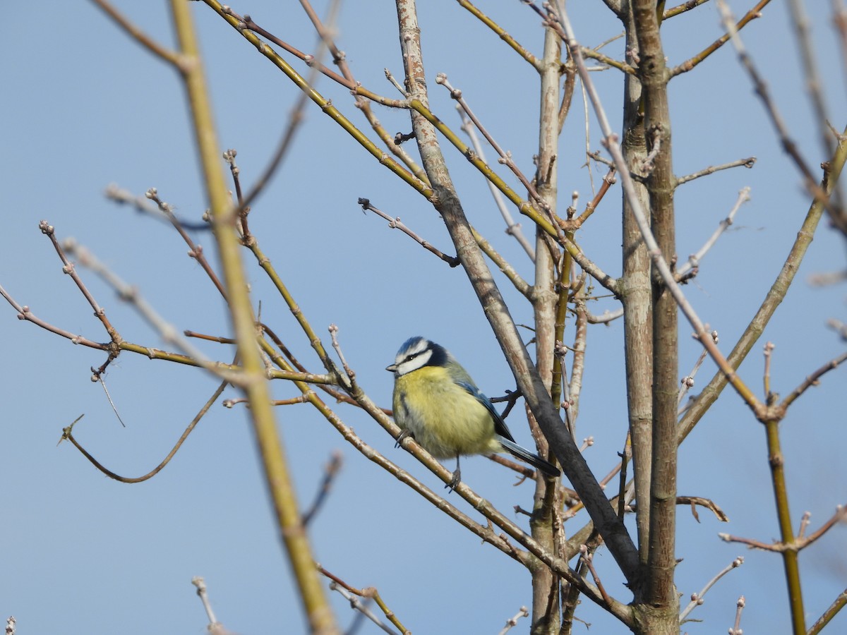 Eurasian Blue Tit - ML647519231
