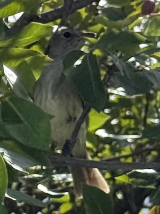 Caribbean Elaenia - ML647519268