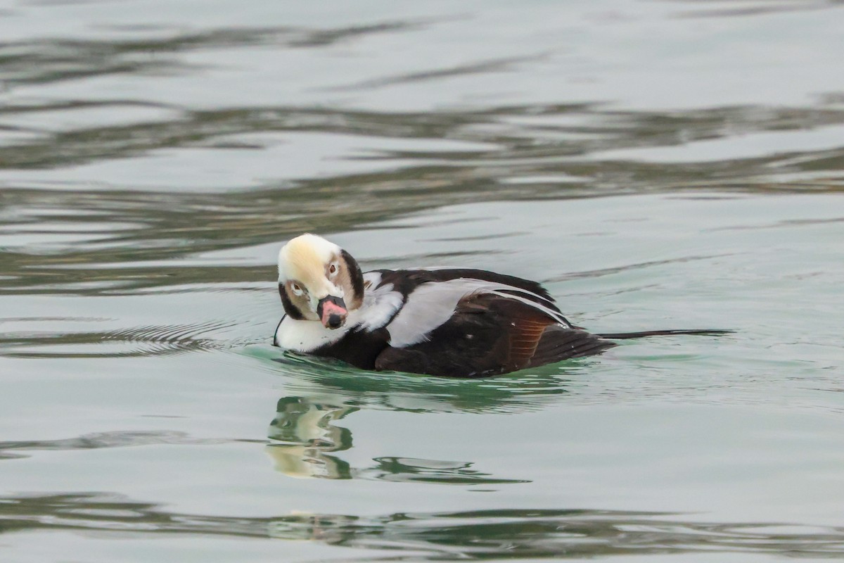 Long-tailed Duck - ML647519282