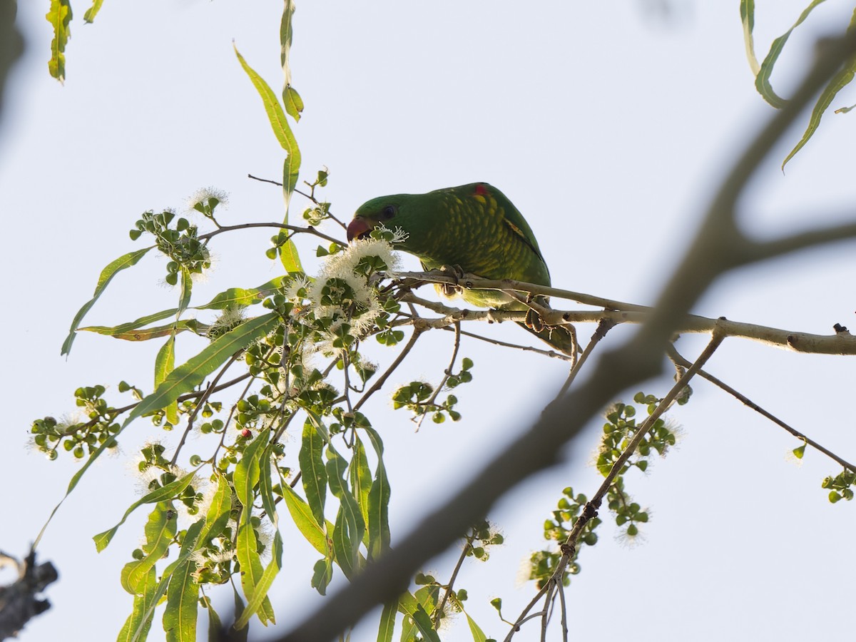 Scaly-breasted Lorikeet - ML647519291