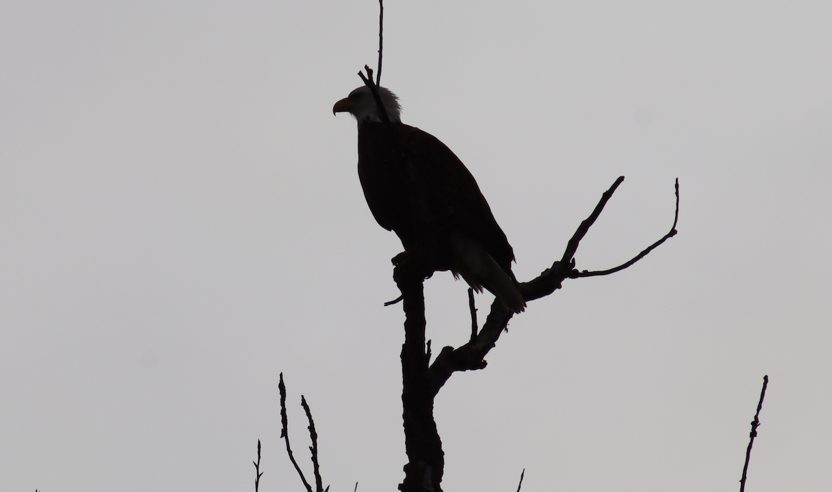 Bald Eagle - ML647519300