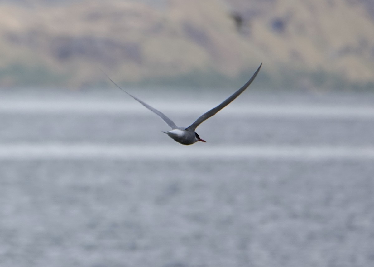 Sterne couronnée - ML647519308