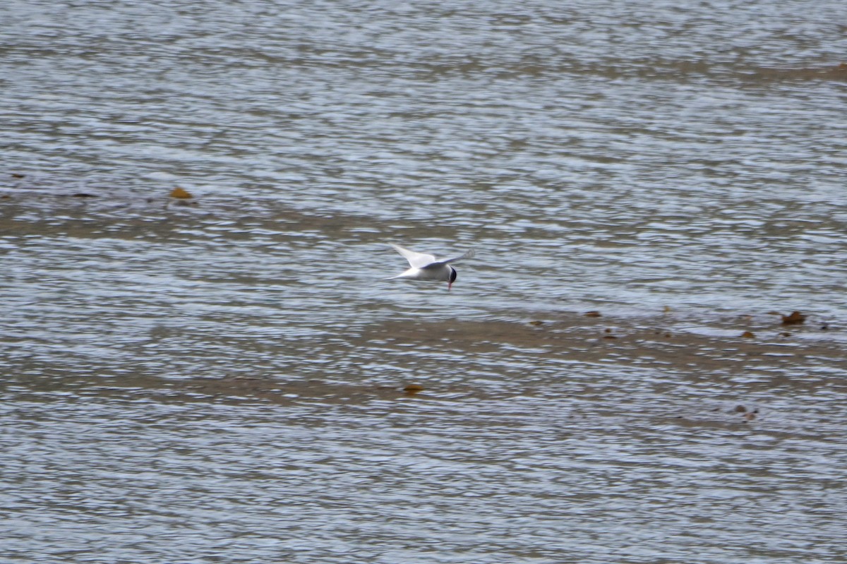 Sterne couronnée - ML647519309