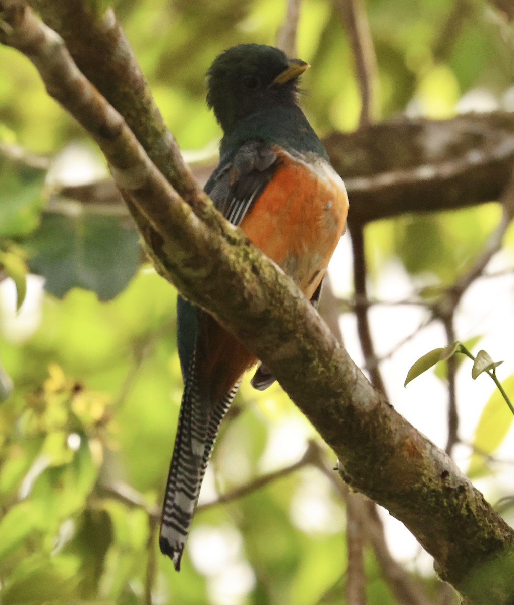 Trogon rosalba (aurantiiventris/underwoodi) - ML647519310