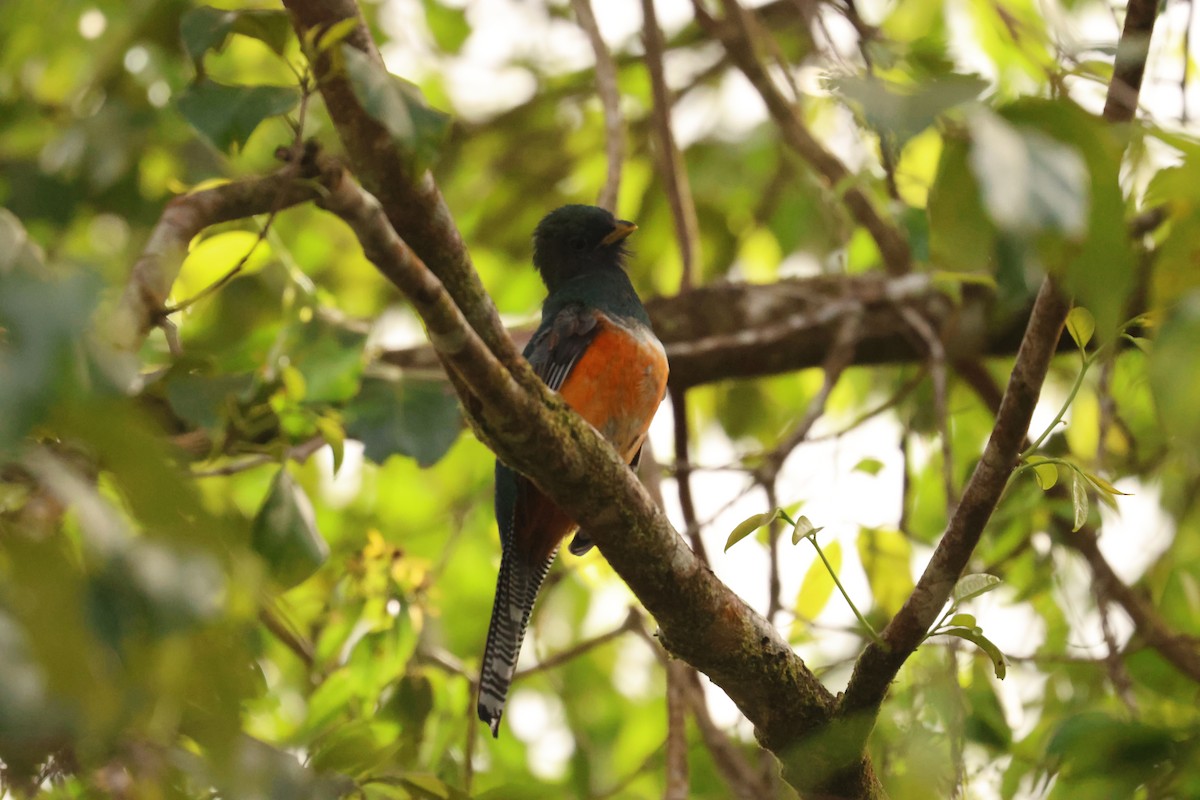 Trogon rosalba (aurantiiventris/underwoodi) - ML647519311