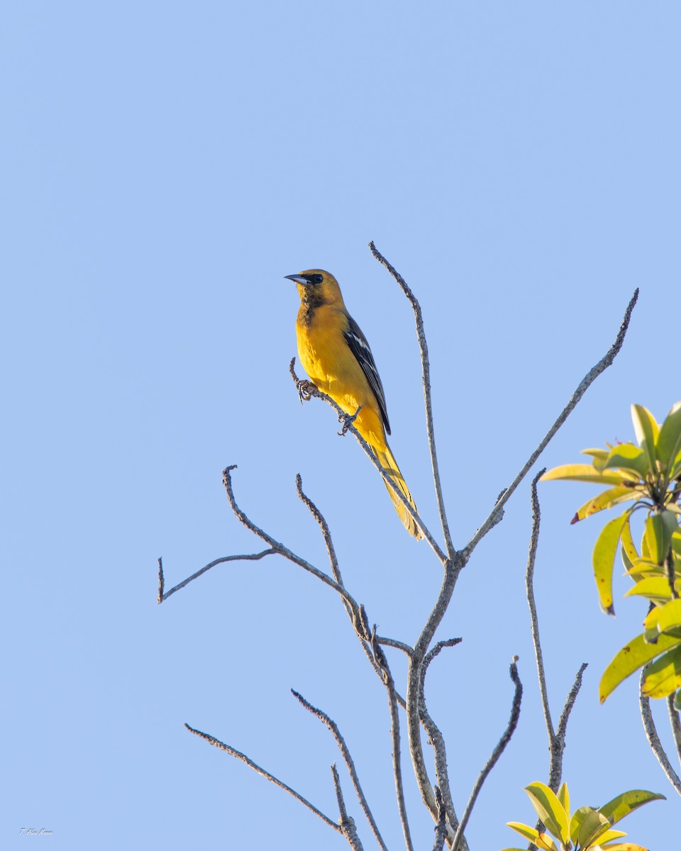 Oriole masqué - ML647519312