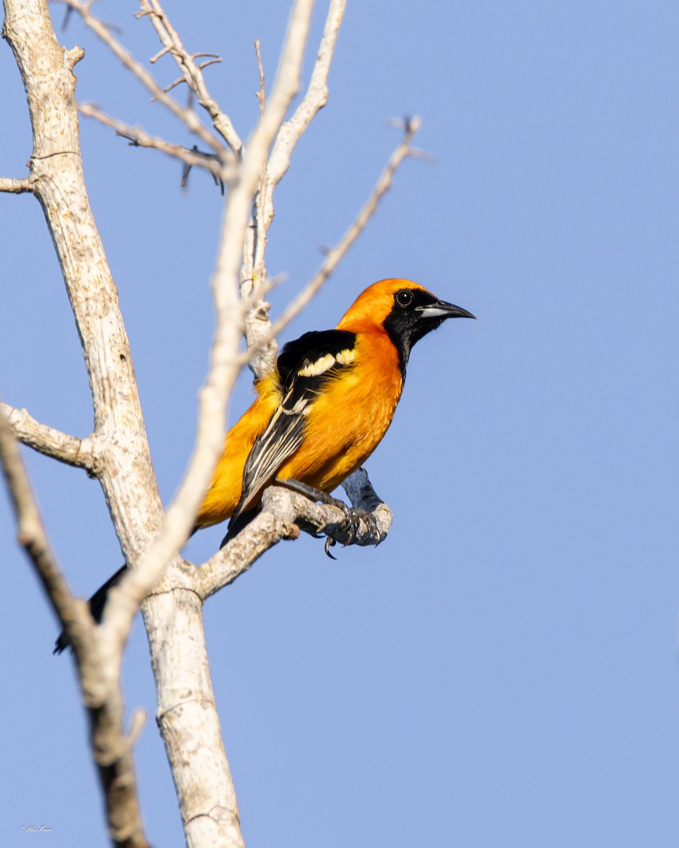 Oriole masqué - ML647519313