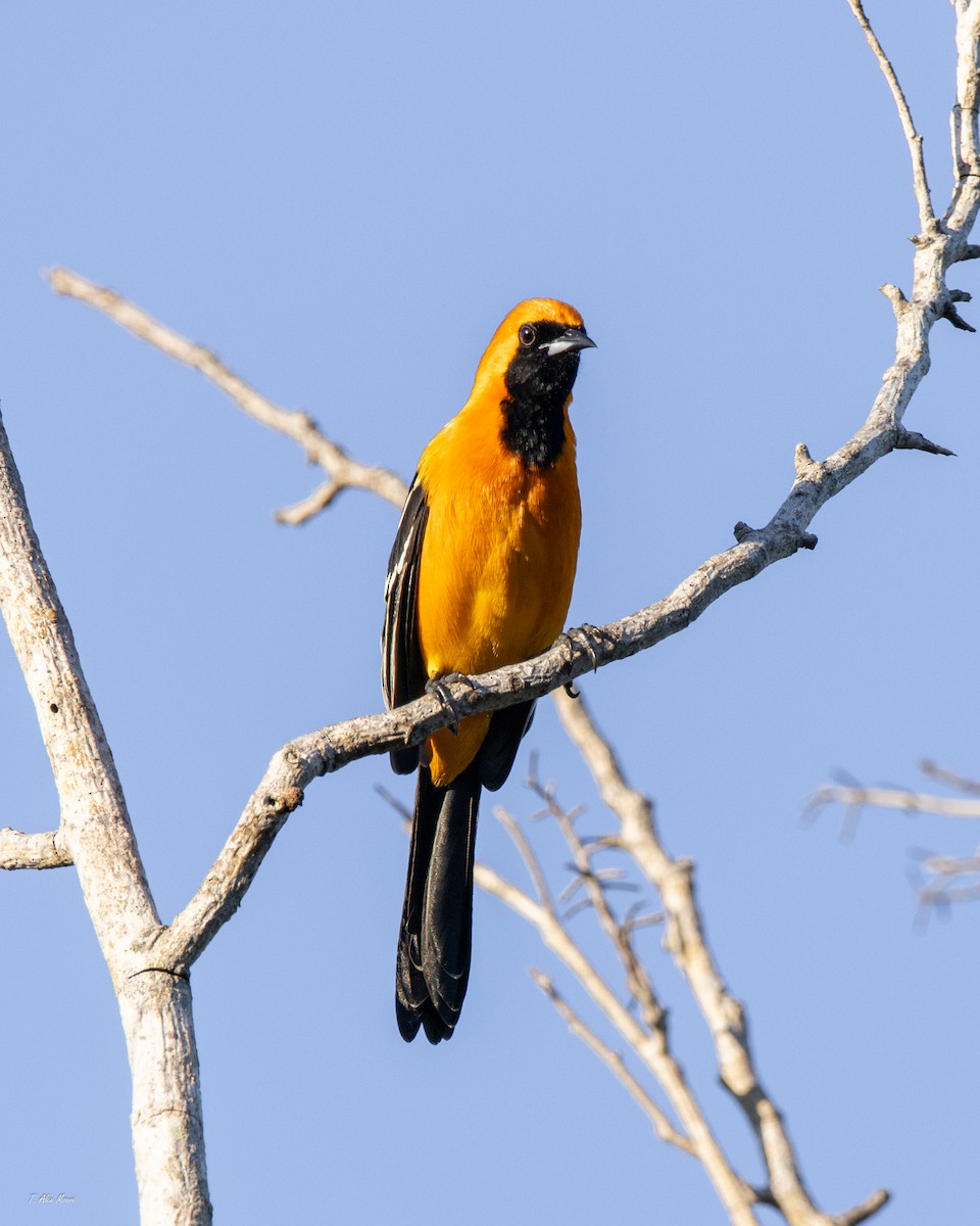 Oriole masqué - ML647519314