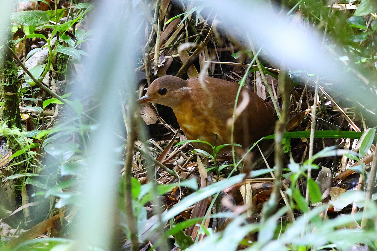 Mésite unicolore - ML647519315