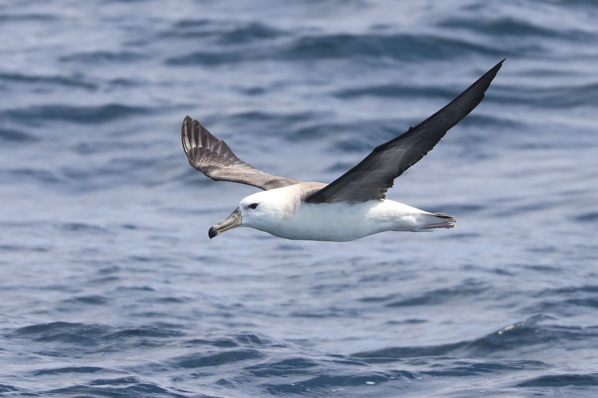 Albatros à sourcils noirs - ML647519316