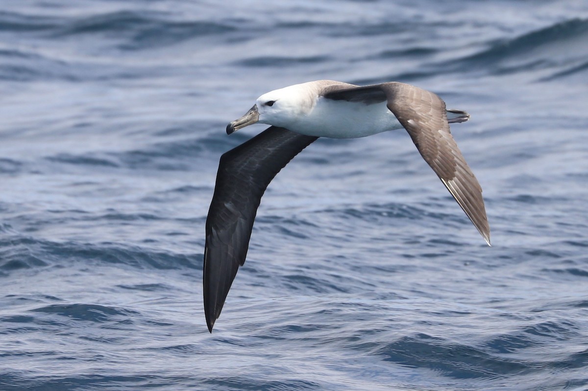 Albatros à sourcils noirs - ML647519317