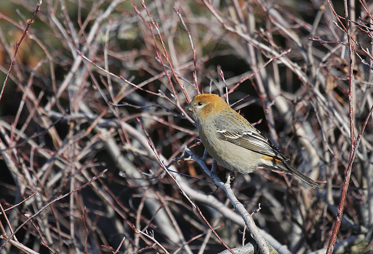 Durbec des sapins - ML647519318