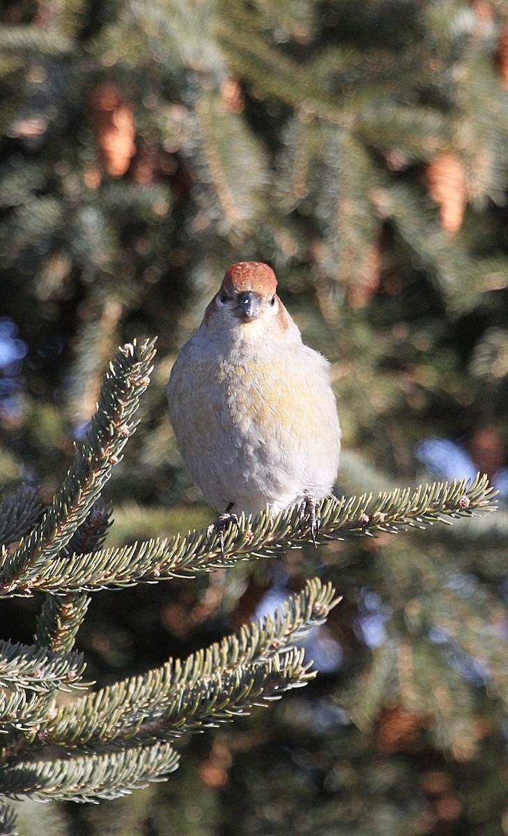 Durbec des sapins - ML647519319
