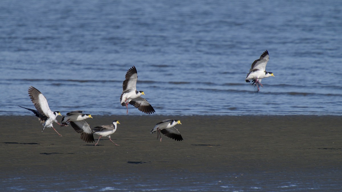 Vanneau soldat - ML647519320