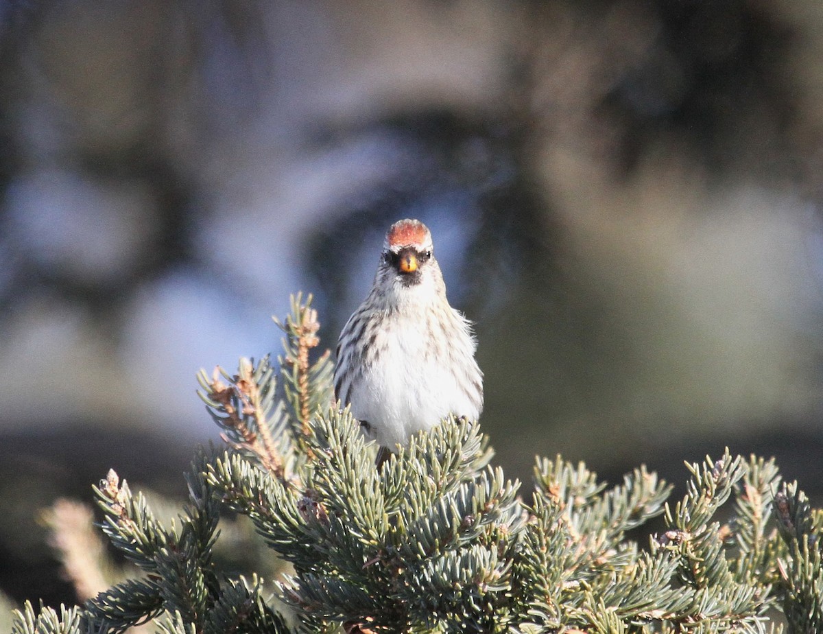 Sizerin flammé - ML647519322