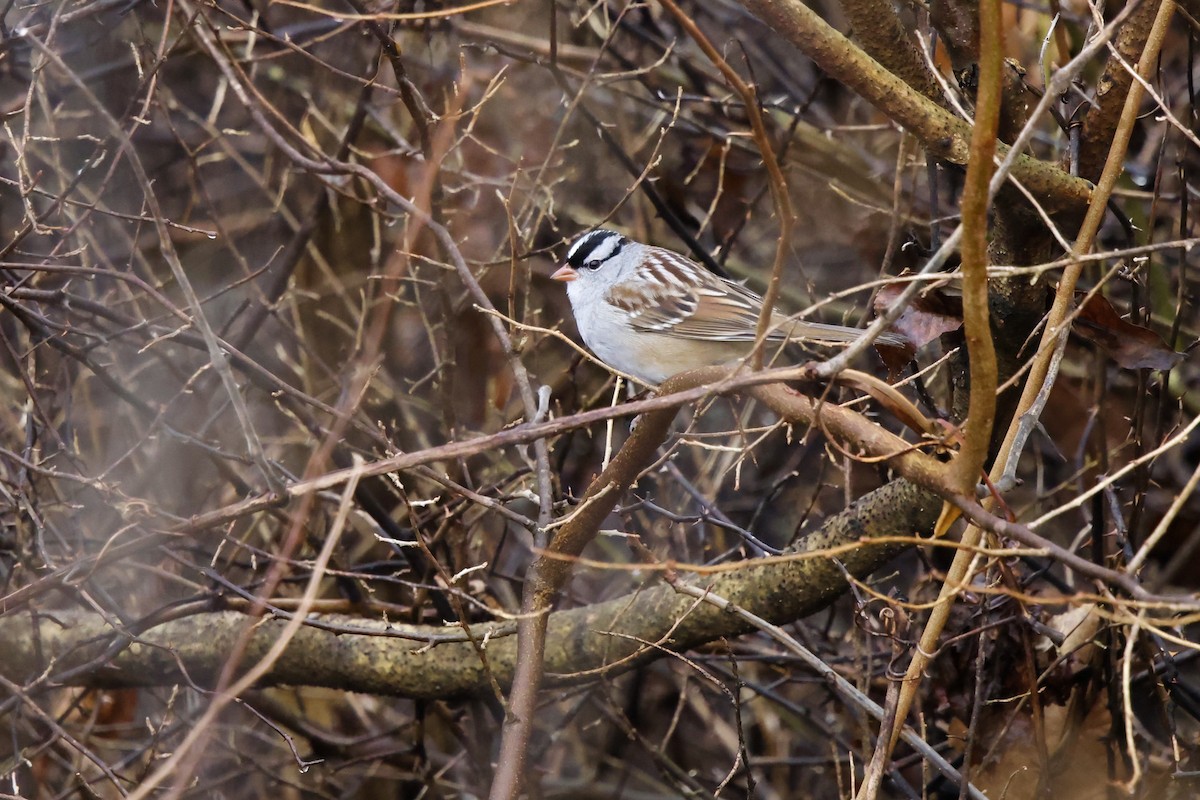 Bruant à couronne blanche - ML647519323