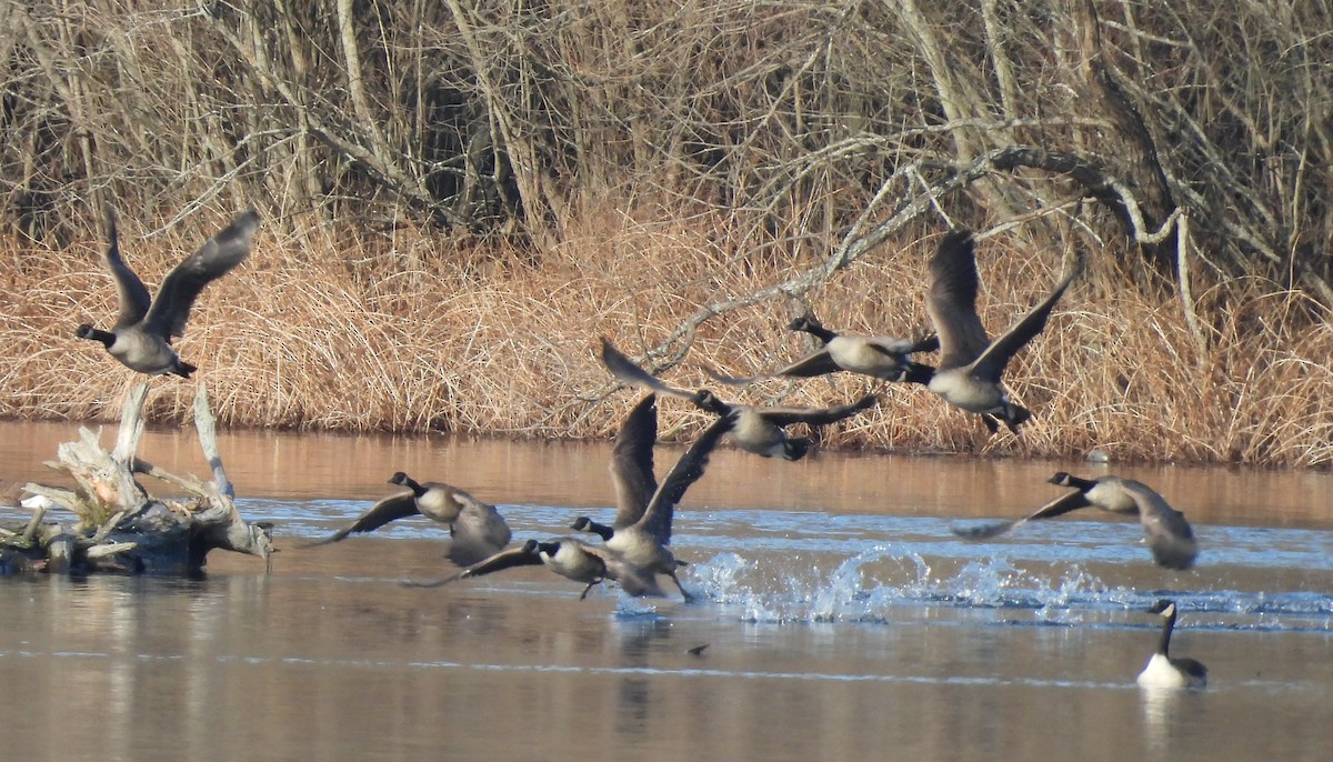 Bernache du Canada - ML647519324