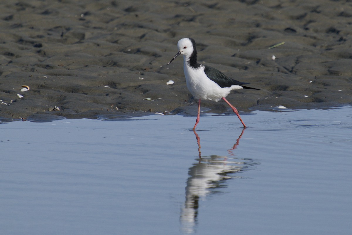 Échasse d'Australie - ML647519325