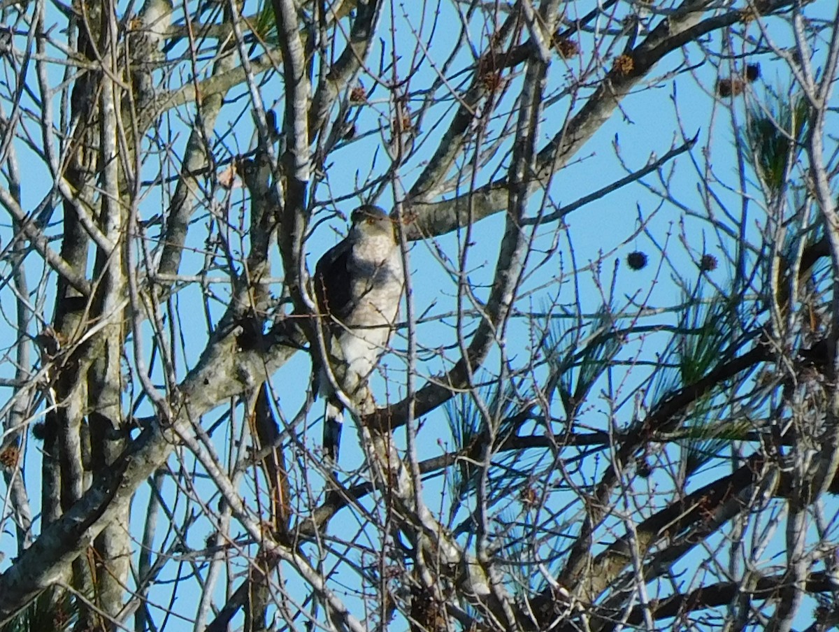 Épervier de Cooper - ML647519329