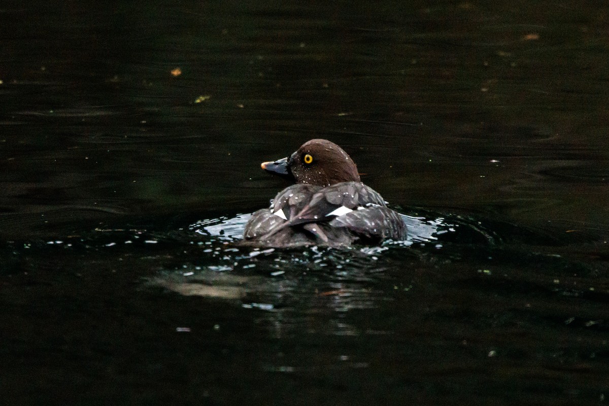 Garrot à oeil d'or - ML647519330