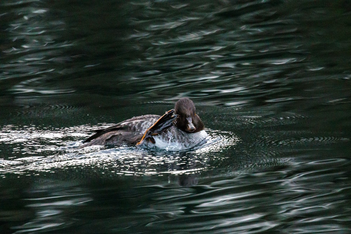Garrot à oeil d'or - ML647519332
